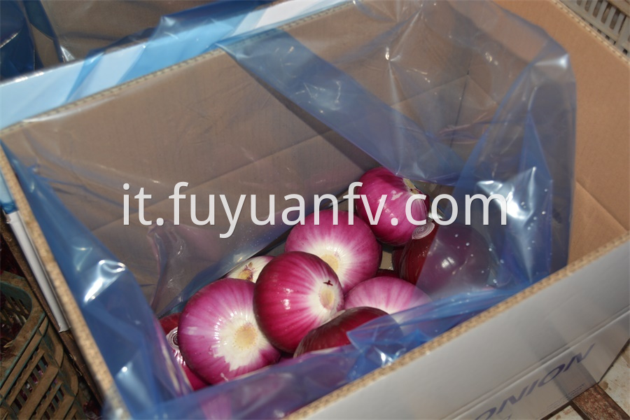 Onion From Shandong